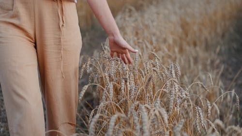 Woman in a Wheat Fields