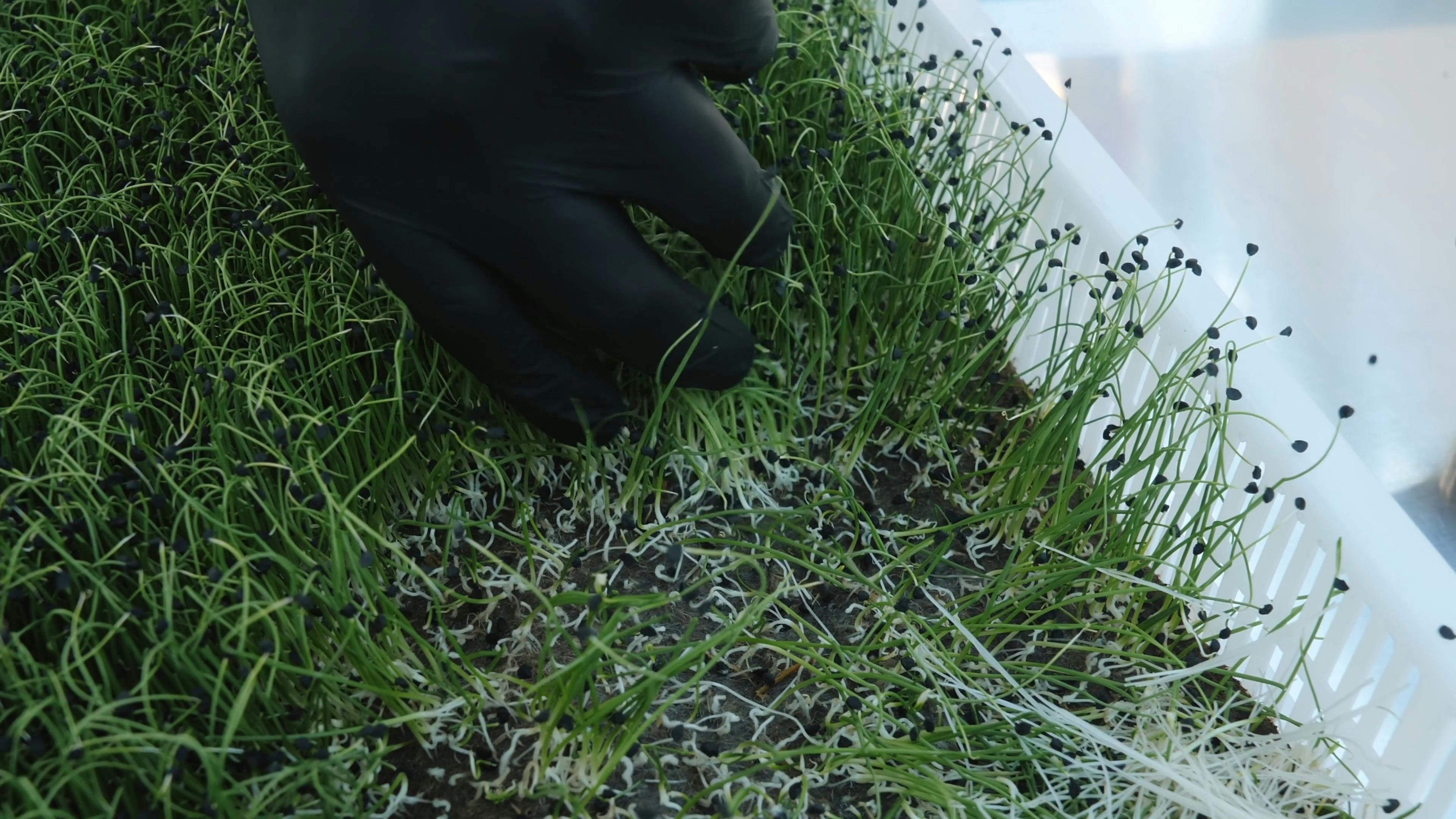 Person Pulling and Cutting Herbs Free Stock Video Footage, RoyaltyFree