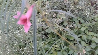 花免费下载免费下载免费下载免费下载视频素材