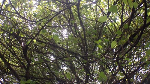 Tree Branches and Green Leaves