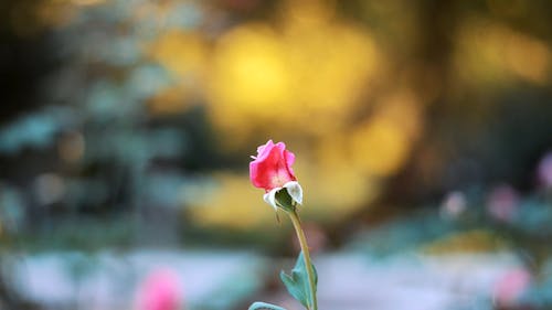 Close-Up Video of a Flower