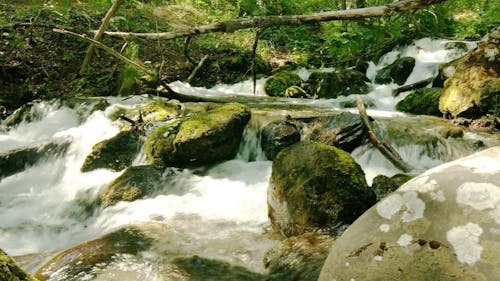 Flowing Stream in the Middle of the Forest