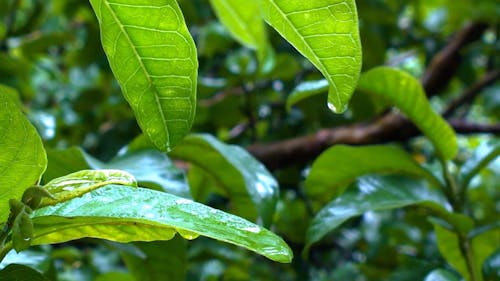 Close-Up Video of Wet Green Leaves