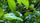 rain forest