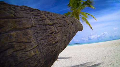 Pedestal View of Coconut Tree at a Beach