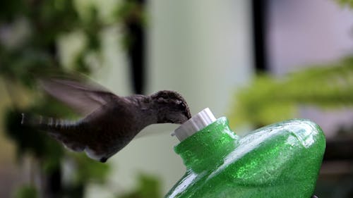 Hummingbird Drinking from Feeder