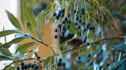 Berries of a Camphor Tree