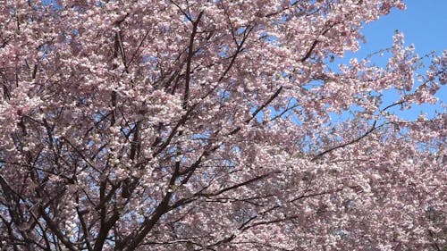 Close Up Video of Cherry Blossom Tree