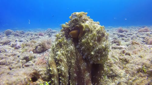 Underwater Photography of an Octopus 