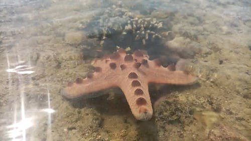 Close-Up Video of a Starfish in the Water