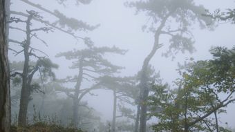 黄山高清视频免费下载视频素材视频素材视频素材