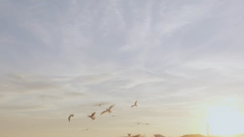 Flying Seabirds at the Beach