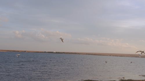 Seagulls Flying Near Beach Shore