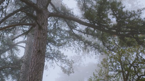 Pine Tree Branches in Thick Fog