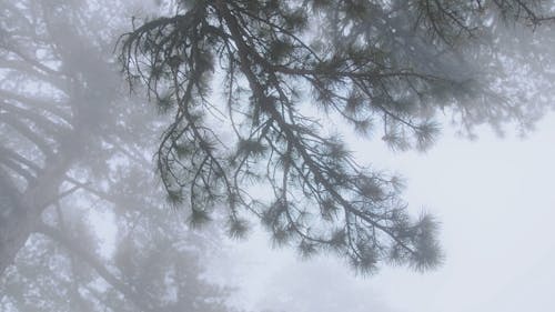 Pine Tree Branches in Thick Mist