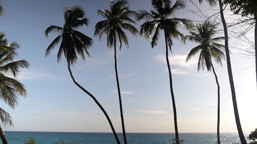 Coconut Trees on a Tropical Island