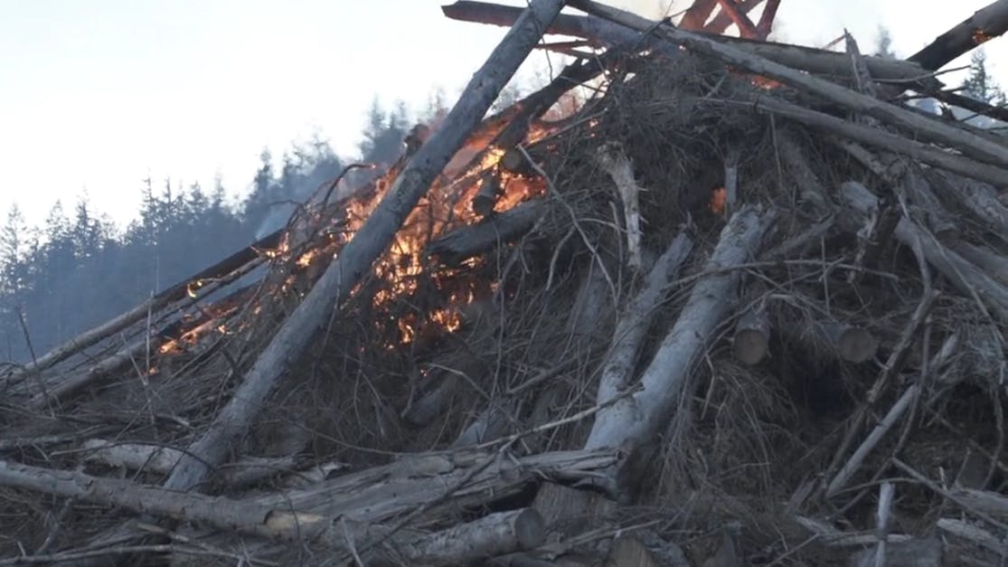 Burning Slash Piles In The Forest Free Stock Video Footage Royalty Free 4k And Hd Video Clip