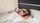 sleeping