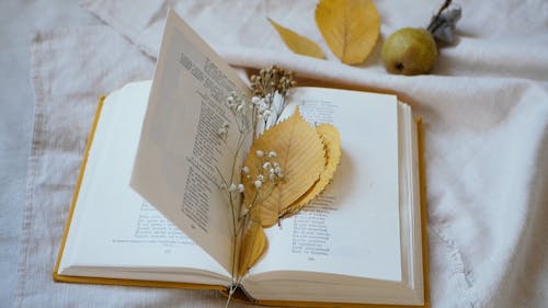 Dried Leaves and Flower in a Book