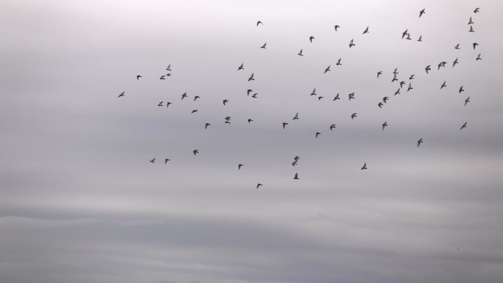 Birds Flying Videos, Download The BEST Free 4k Stock Video Footage ...