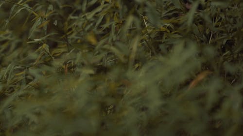 Selective Focus of Green Foliage