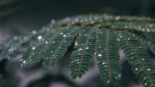 Raindrops on Fern Leaves Close up