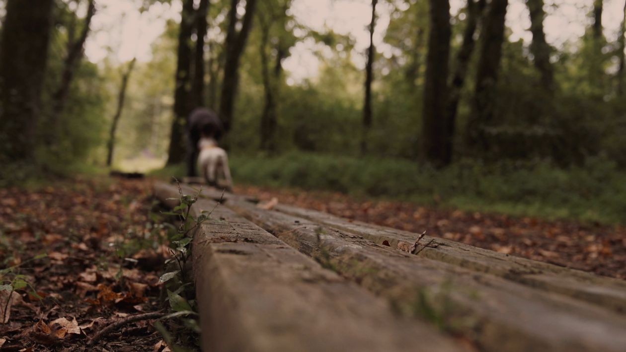 Young Man and White Dog Walking in Forest Free Stock Video Footage ...