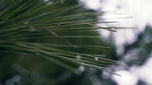 Dewdrops on Pine Leaves Close up