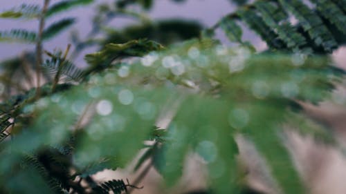 Close Up Shot of a Plant