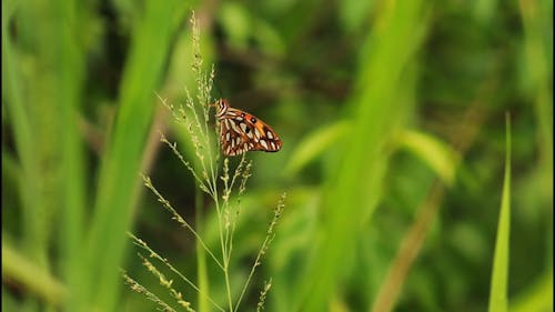 Colorful Butterfly Sitting on a Grass