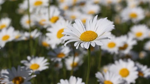 White Daisies in the Field