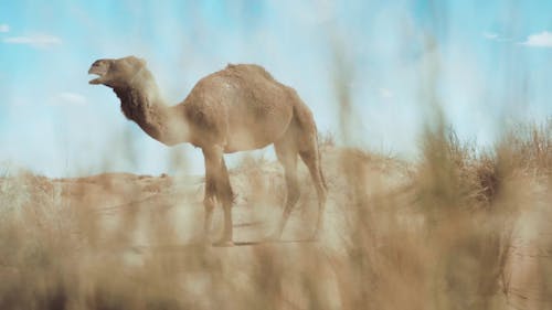 Camel Standing and Eating Grass on the Desert