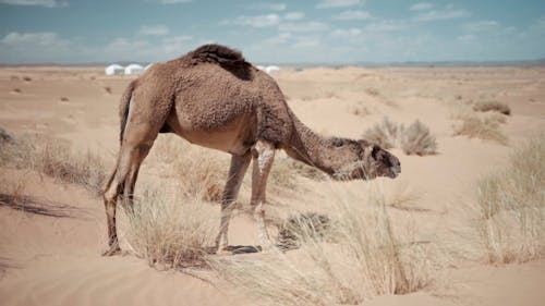 Camel Eating a Grass on the Desert