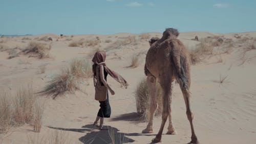 Woman Petting the Camel
