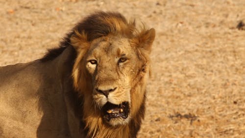 Lion Standing on the Field