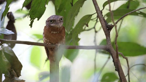 Bird Sitting on the Tree Branch