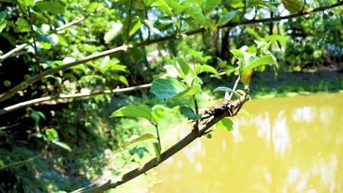 A Caterpillar on a Tree Branch