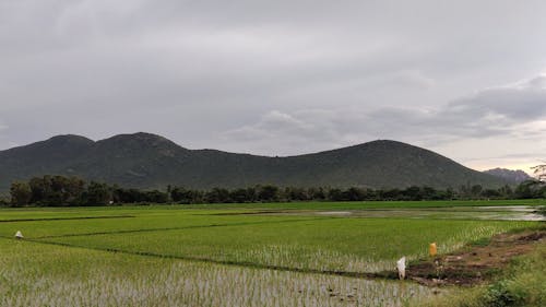 Cloudy Day on the Farmland