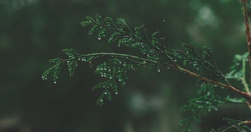 Wet Pine Tree Leaves in the Rain