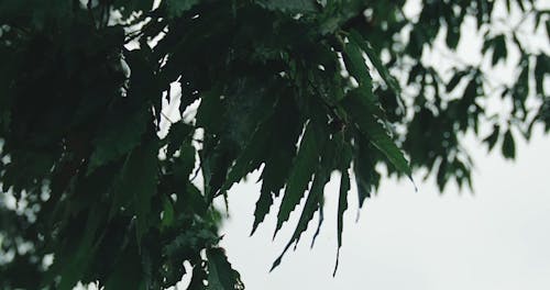 Wet Leaves of a Tree After Rain