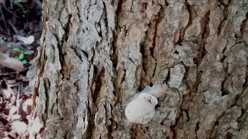 Snail Climbing the Tree