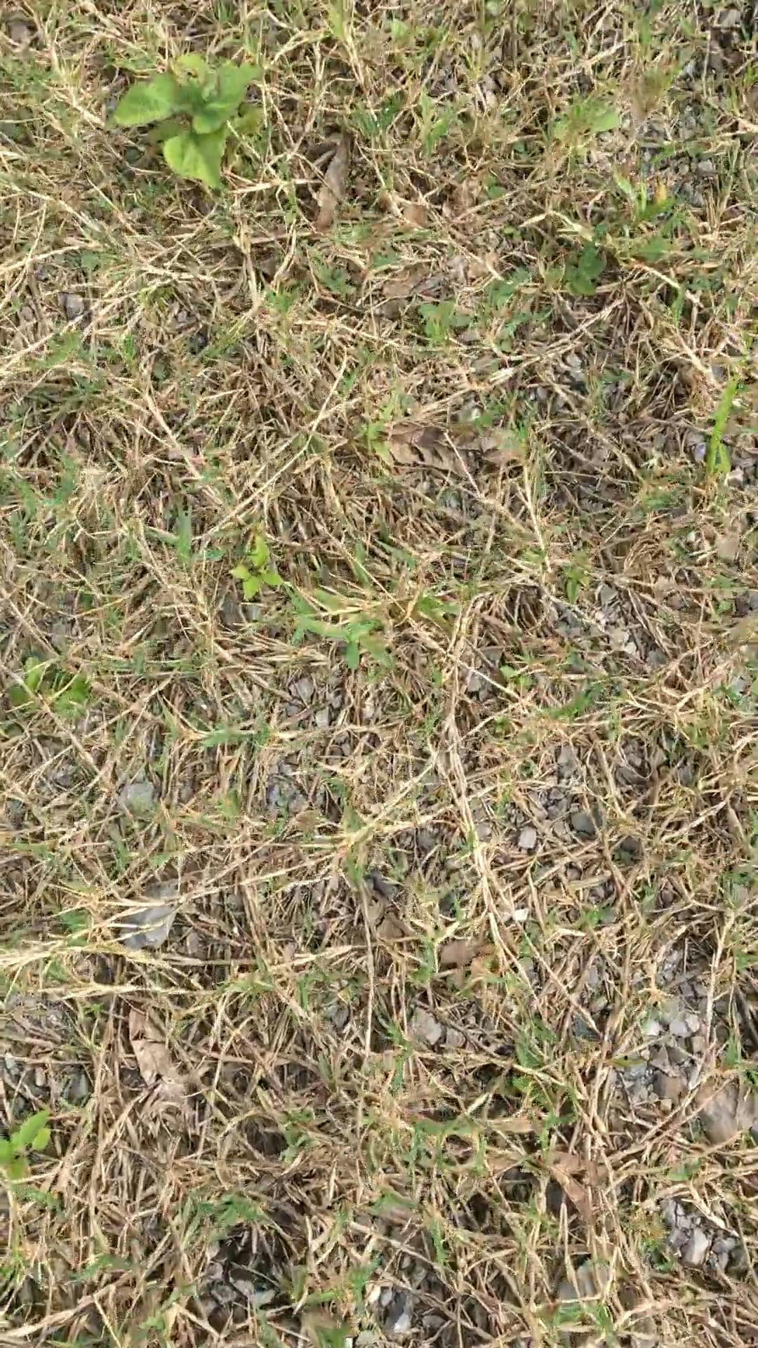 Video of a Grass · Free Stock Video