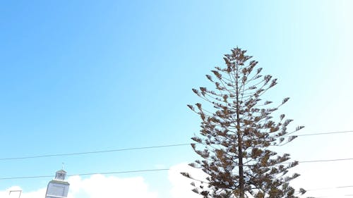 Video of a Tree and sky