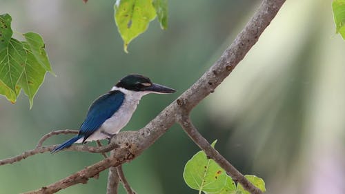 Bird Sitting on a Tree Branch