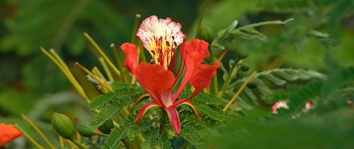 Close Up View of a Flower