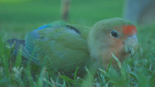 A Colorful Bird On The Ground