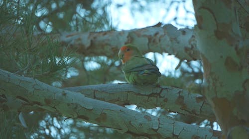 Bird Sitting on the Tree Branch