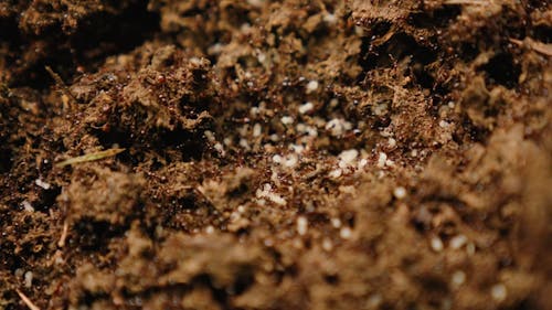 Close Up Footage Of A Red Ants Colony