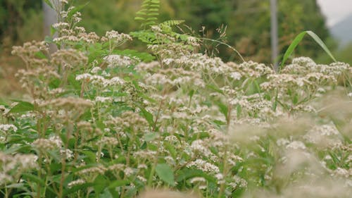 Flower Bearing Plants Growing In The Wild