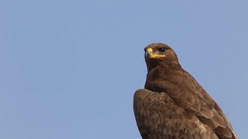 Close Up View of an Eagle